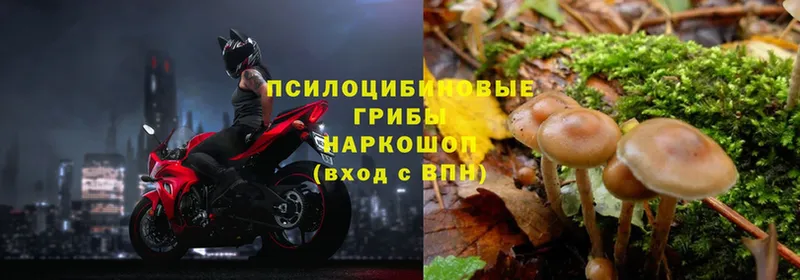 Псилоцибиновые грибы ЛСД  купить   Лукоянов 